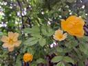 Golden Age rose photo