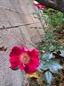 Dortmund rose photo