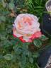 Tan Cho rose photo