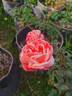 Tan Cho rose photo