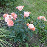 Mango Veranda ® rose photo