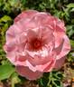 Geisha rose photo