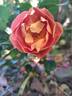 Bee's Paradise rose photo