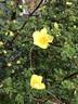 <i>Rosa xanthina</i> f. <i>spontanea</i> Rehder synonym rose photo