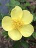 <i>Rosa xanthina</i> f. <i>spontanea</i> Rehder synonym rose photo
