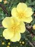 <i>Rosa xanthina</i> f. <i>spontanea</i> Rehder synonym rose photo