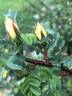 <i>Rosa xanthina</i> f. <i>spontanea</i> Rehder synonym rose photo