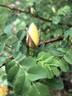 <i>Rosa xanthina</i> f. <i>spontanea</i> Rehder synonym rose photo