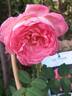 Liv Tyler ® rose photo