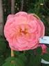 Liv Tyler ® rose photo