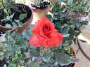 Cayenne rose photo