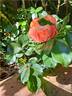 Bee's Paradise rose photo