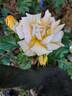 Bentheimer Gold ® rose photo