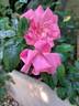 Les amoureux de Peynet ® rose photo