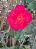 Yvette Horner rose photo