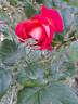 Yvette Horner rose photo