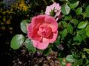 Always Hope rose photo