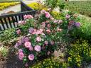 Always Hope rose photo