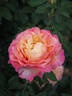 Better Times rose photo