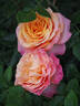 Better Times rose photo