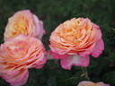 Better Times rose photo