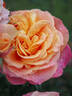 Better Times rose photo