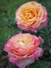Better Times rose photo