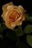 Lady Hillingdon, Cl. rose photo