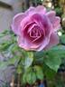 Nautica rose photo