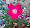 Dortmund rose photo
