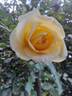 Honeymilk rose photo