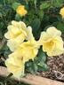 Grace N’ Grit ™ Yellow rose photo