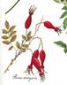 <I>R. moyesii</i> rose photo