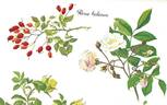 R. helenae rose photo