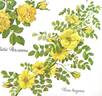 R. hugonis rose photo