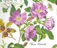 R. blanda rose photo