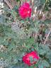 Yvette Horner rose photo