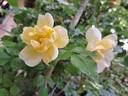 Celina rose photo