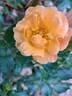Calizia rose photo