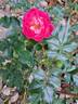 Charmant ™ rose photo