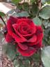 Don Juan rose photo