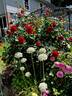 Rosemantic Red rose photo