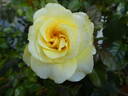Inka rose photo