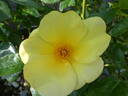 Apple Jack rose photo