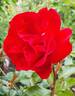 Summer Sangria rose photo
