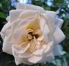 Honeymilk rose photo