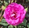 Melody Parfumée ™ rose photo