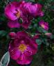 International Herald Tribune rose photo