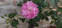 Regensberg rose photo