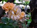 Bentheimer Gold ® rose photo